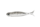 virola micro 1.5' Dstyle