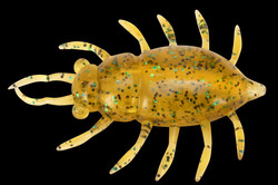maybug fish up