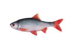 4ultra natural roach fillet 6cm