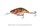 sparky shad floating salmo