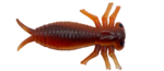 3 morbak rouille 5cm delalande