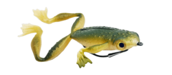 froggy tropical green 14cm