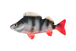 4ultra natural perch fillet 8cm