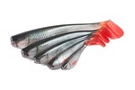 zander natural roach fox rage 