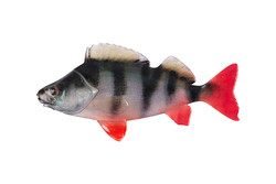 4ultra natural perch fillet 6cm