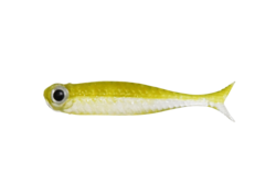 virola micro 1.5' Dstyle