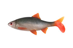 ultra natural roach 14cm fox rag